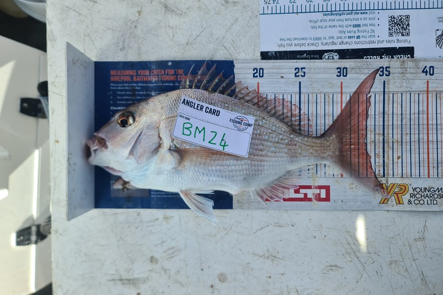 Blake Harris caught this 33.0cm Snapper at Taranaki during The Hirepool Baitmates Fishing Comp