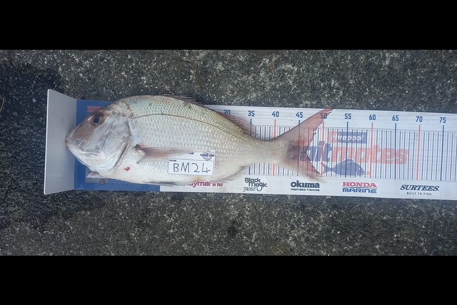 Cameron Rosson caught this 46.5cm Snapper at Wellington during The Hirepool Baitmates Fishing Comp