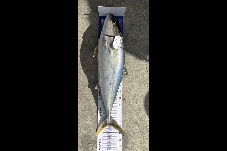 Sharo Sievers caught this 80.0cm Kingfish at Wellington during The Hirepool Baitmates Fishing Comp