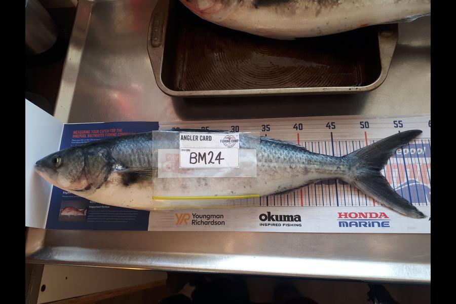 Scott Farquhar caught this 51.0cm Kahawai at Taranaki during The Hirepool Baitmates Fishing Comp