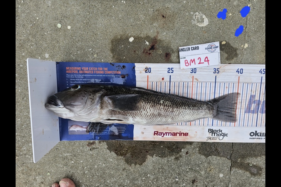 David  Douglas  caught this 40.0cm Blue Cod at Wellington during The Hirepool Baitmates Fishing Comp