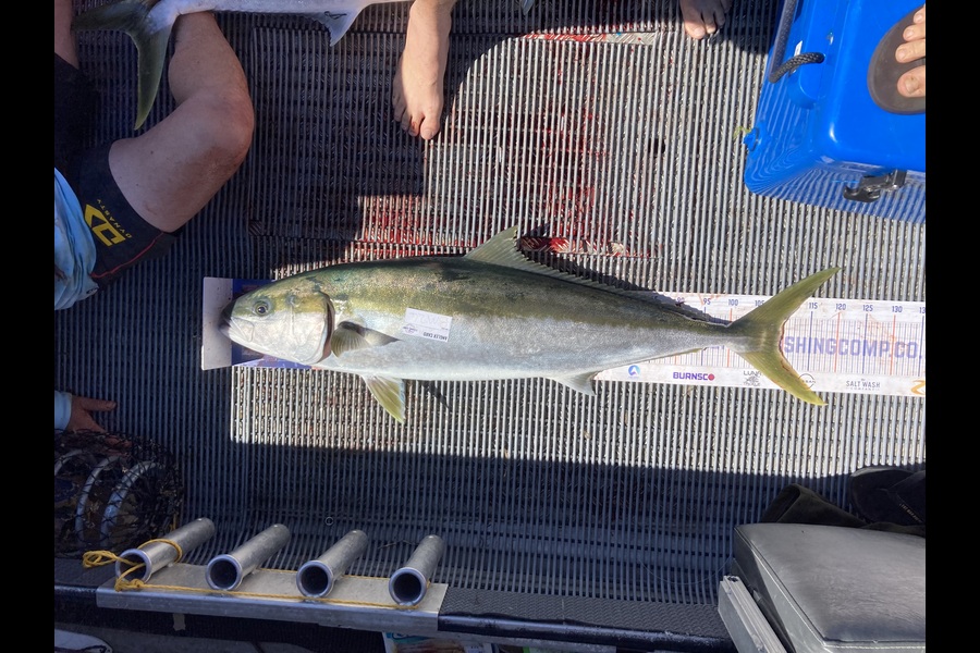 Konrad Williams caught this 109.5cm Kingfish at Bay of Plenty during The Hirepool Baitmates Fishing Comp