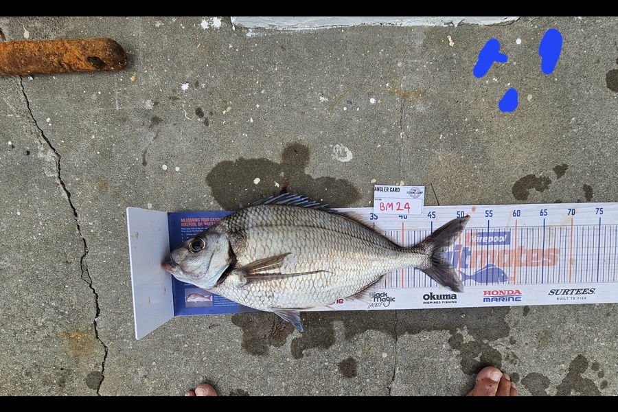 David  Douglas  caught this 47.0cm Tarakihi at Wellington during The Hirepool Baitmates Fishing Comp