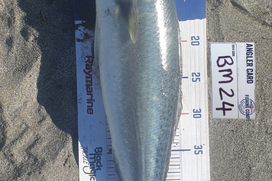 Rewai Williams caught this 52.0cm Kahawai at Bay of Plenty during The Hirepool Baitmates Fishing Comp