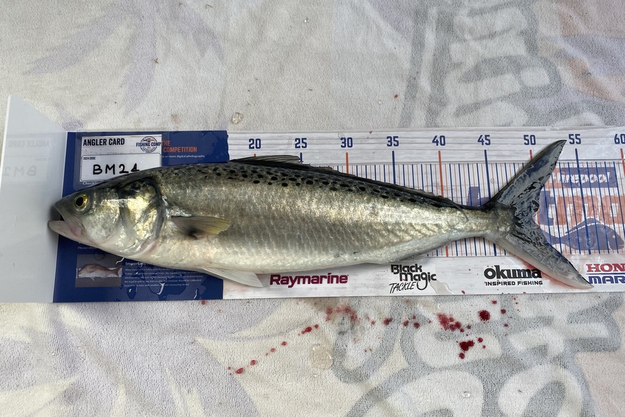 Hayden Tinsley caught this 49.0cm Kahawai at Manawatu during The Hirepool Baitmates Fishing Comp