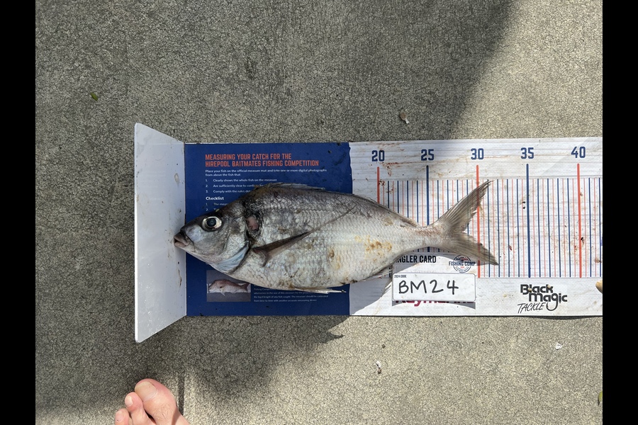 Michael Meads caught this 28.0cm Tarakihi at Manawatu during The Hirepool Baitmates Fishing Comp