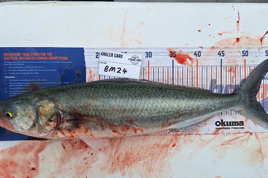 Beau Young caught this 52.0cm Kahawai at Canterbury during The Hirepool Baitmates Fishing Comp