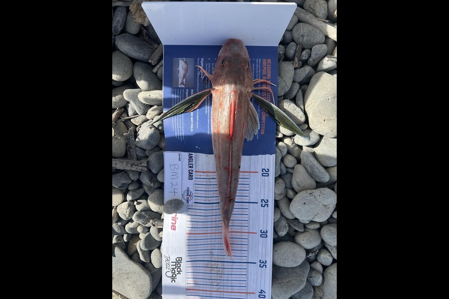 Samantha Sturt caught this 31.0cm Gurnard at Manawatu during The Hirepool Baitmates Fishing Comp