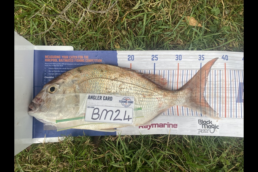 Nash Morgan-hodson caught this 35.5cm Snapper at Wellington during The Hirepool Baitmates Fishing Comp