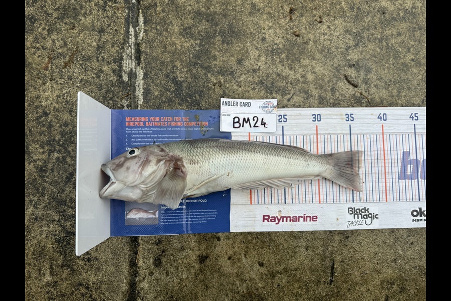 Tim Schroeder caught this 36cm Blue Cod at Nelson/Marlborough during The Hirepool Baitmates Fishing Comp