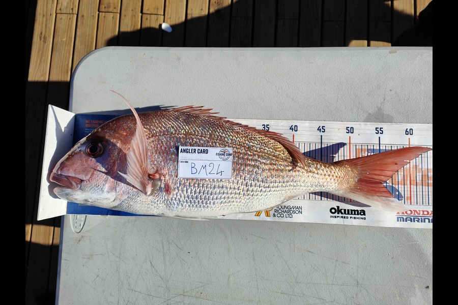 Nikora Wild caught this 55.5cm Snapper at Wellington during The Hirepool Baitmates Fishing Comp