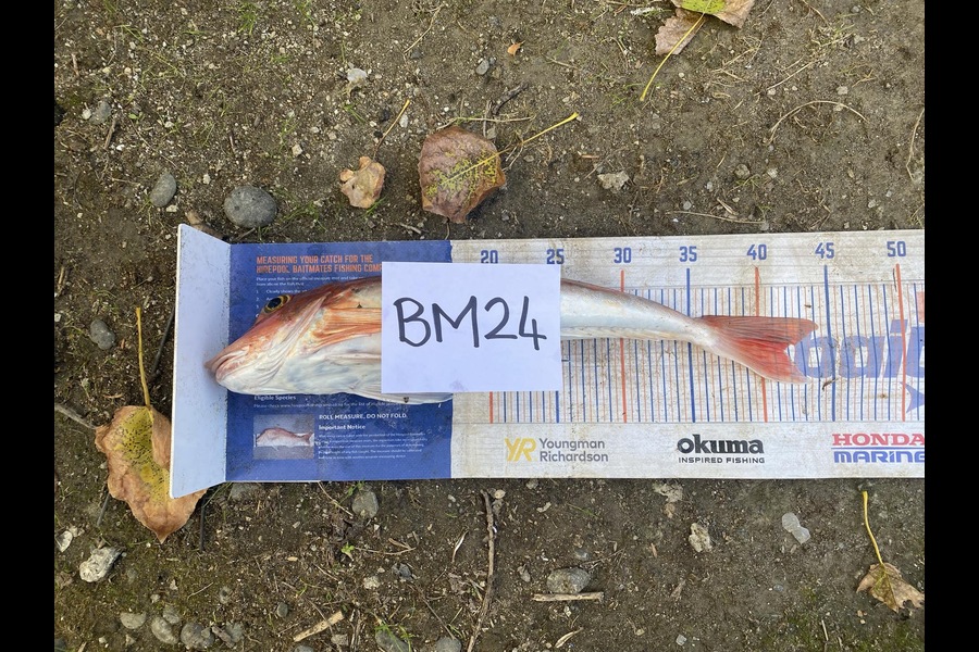Dave Dennison caught this 41.5cm Gurnard at Manawatu during The Hirepool Baitmates Fishing Comp
