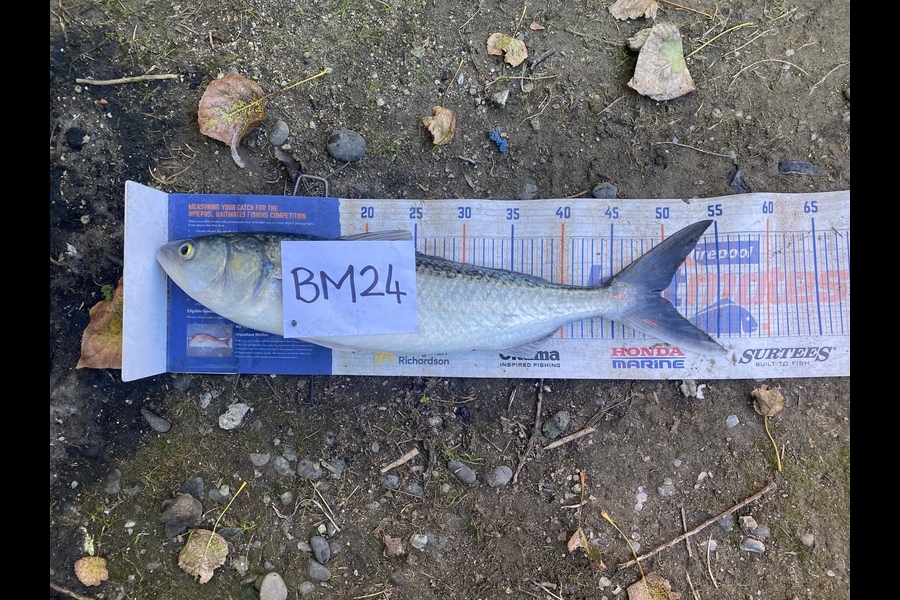 Dave Dennison caught this 49.5cm Kahawai at Manawatu during The Hirepool Baitmates Fishing Comp