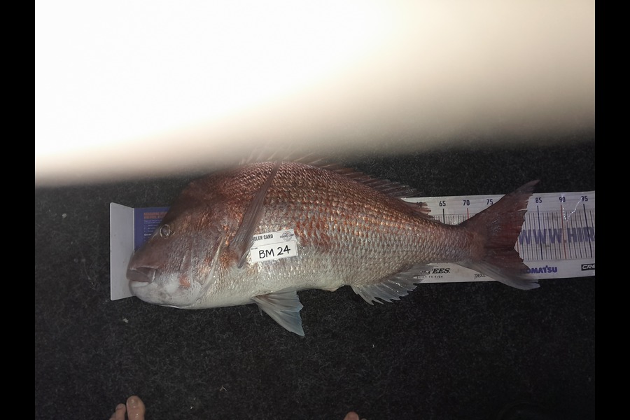 Jimmy Jobe caught this 79.0cm Snapper at Nelson/Marlborough during The Hirepool Baitmates Fishing Comp