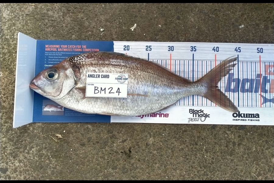 Leroy Grant caught this 40.0cm Tarakihi at Bay of Plenty during The Hirepool Baitmates Fishing Comp