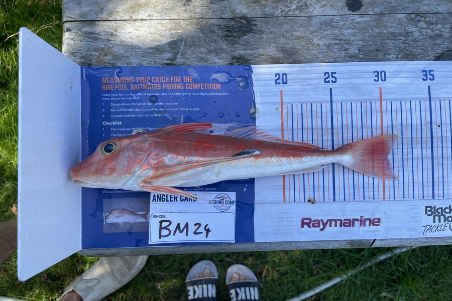 Hendrix Belfield caught this 30.5cm Gurnard at Coromandel during The Hirepool Baitmates Fishing Comp