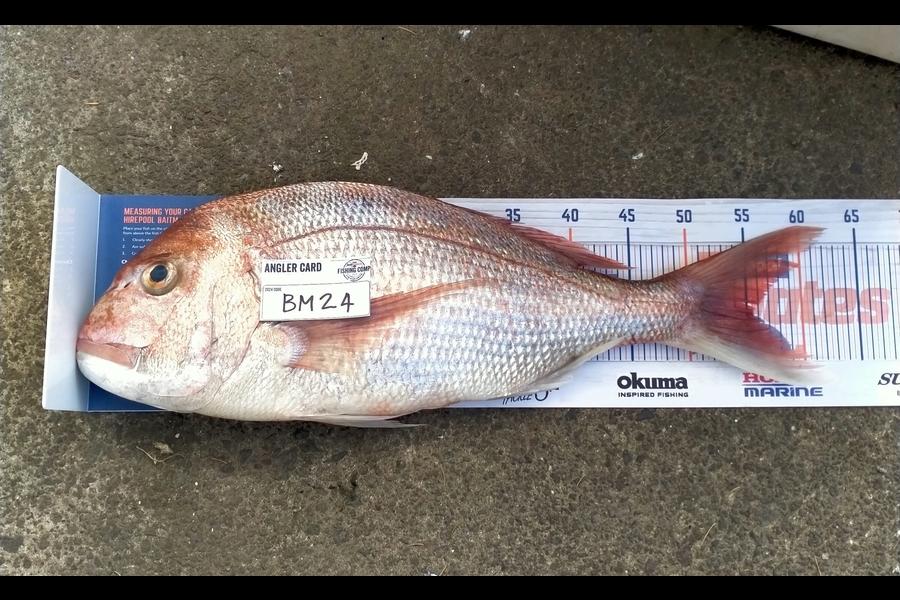 Leroy Grant caught this 55.5cm Snapper at Bay of Plenty during The Hirepool Baitmates Fishing Comp