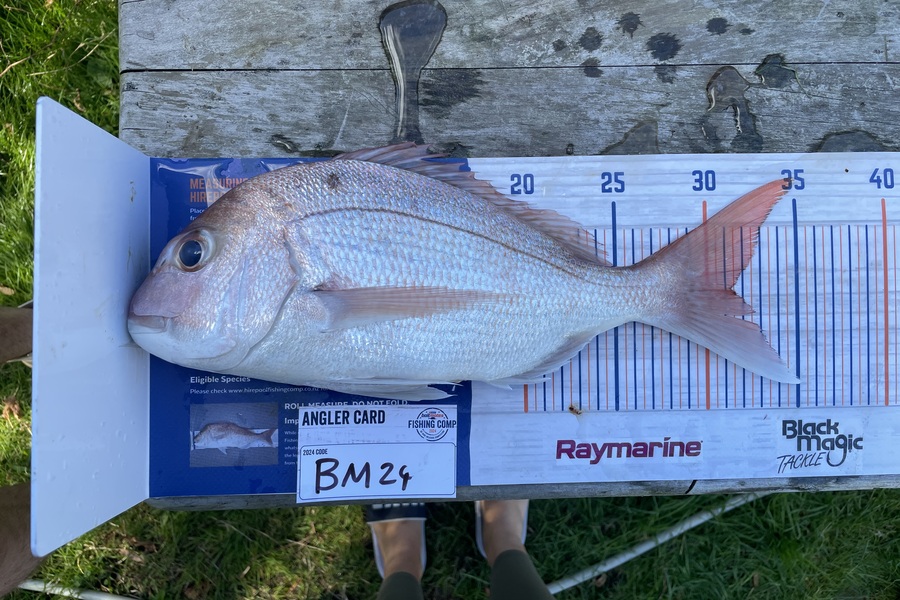 Hendrix Belfield caught this 31.5cm Snapper at Coromandel during The Hirepool Baitmates Fishing Comp