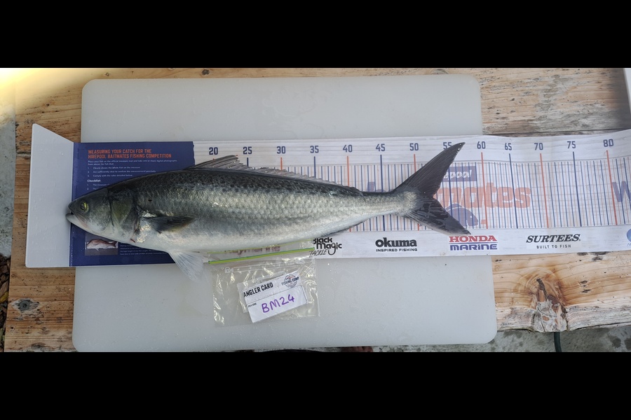Dylan Ray caught this 52.0cm Kahawai at Nelson/Marlborough during The Hirepool Baitmates Fishing Comp
