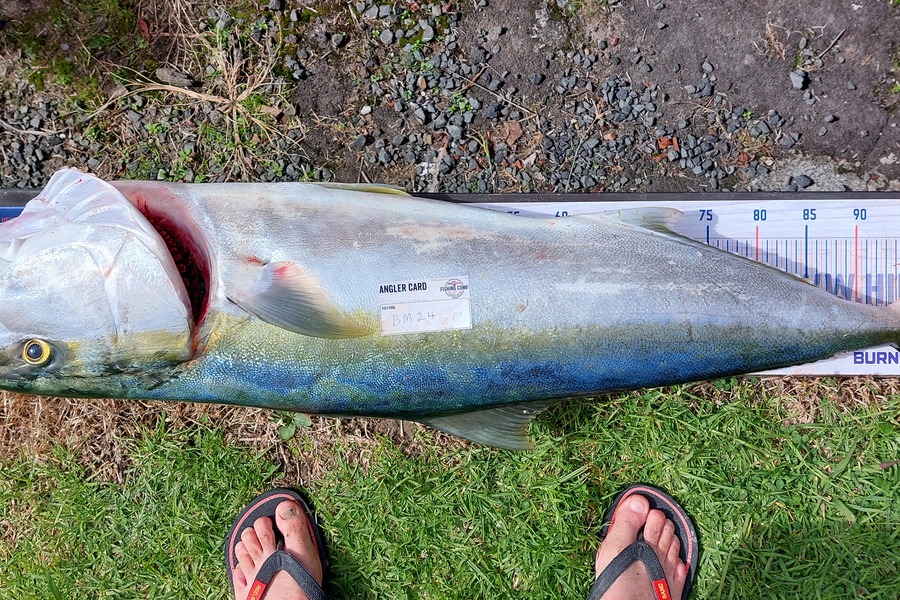 ollie McMurray caught this 102cm Kingfish at Auckland during The Hirepool Baitmates Fishing Comp