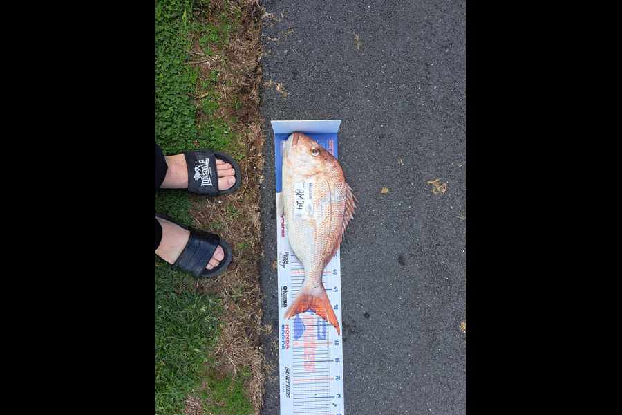 Nathaniel Beer caught this 50.0cm Snapper at Coromandel during The Hirepool Baitmates Fishing Comp