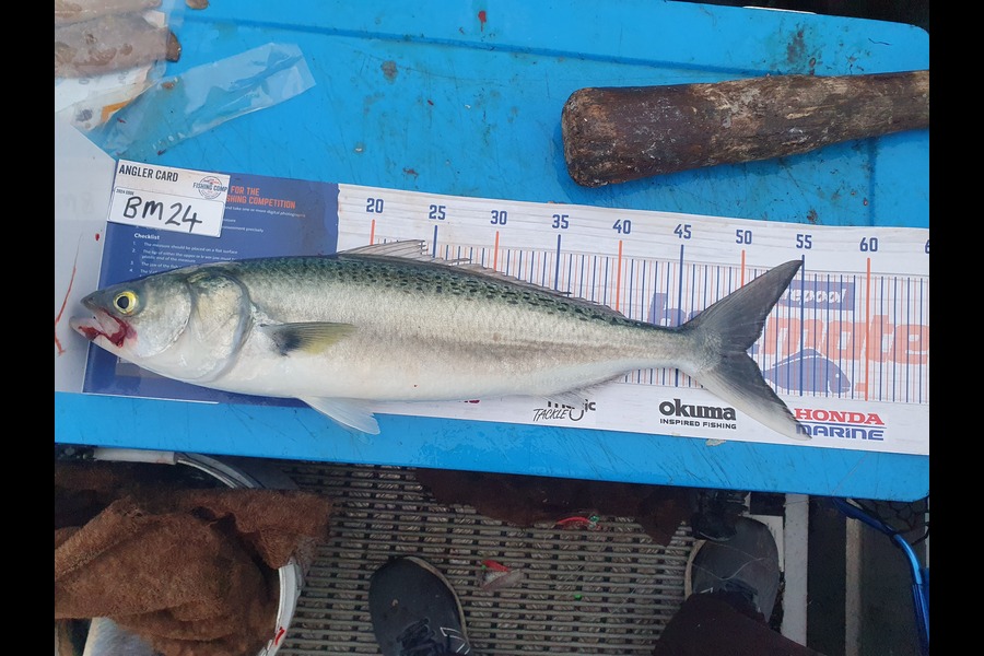 Dan Musson caught this 50.5cm Kahawai at Wellington during The Hirepool Baitmates Fishing Comp