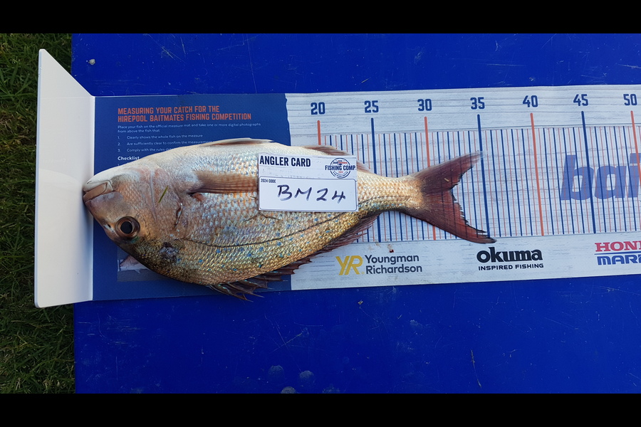 Gary Newland caught this 32.0cm Snapper at Coromandel during The Hirepool Baitmates Fishing Comp