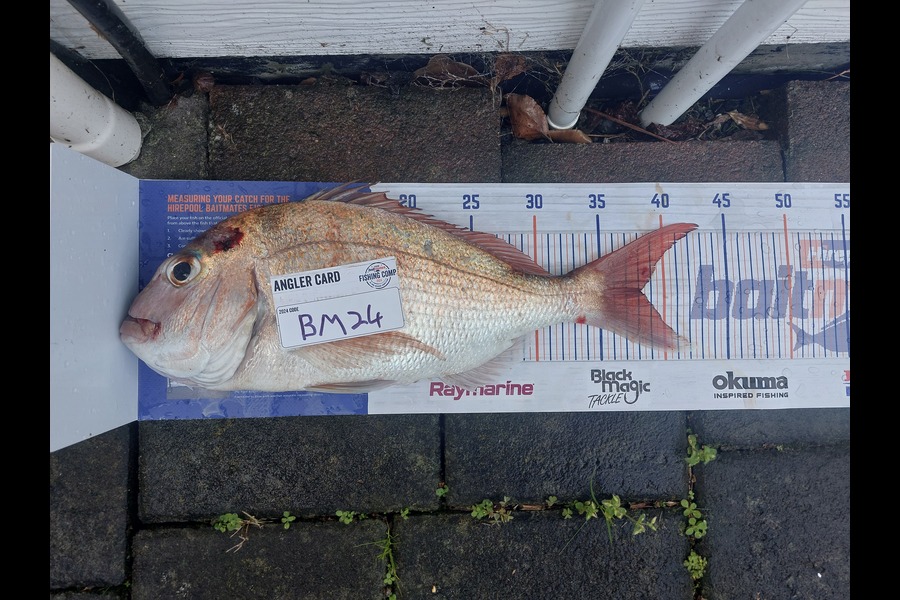 Jakob Silcock caught this 38.0cm Snapper at Auckland during The Hirepool Baitmates Fishing Comp