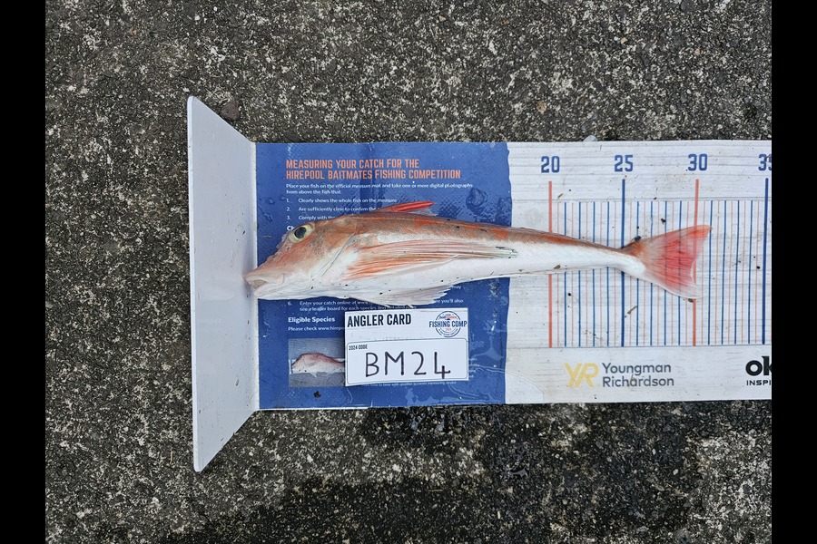 Isaac Lawson caught this 29.0cm Gurnard at Coromandel during The Hirepool Baitmates Fishing Comp