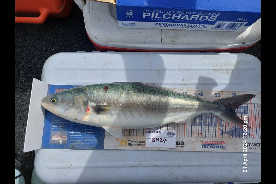 Greg Robinson caught this 55.0cm Kahawai at Coromandel during The Hirepool Baitmates Fishing Comp