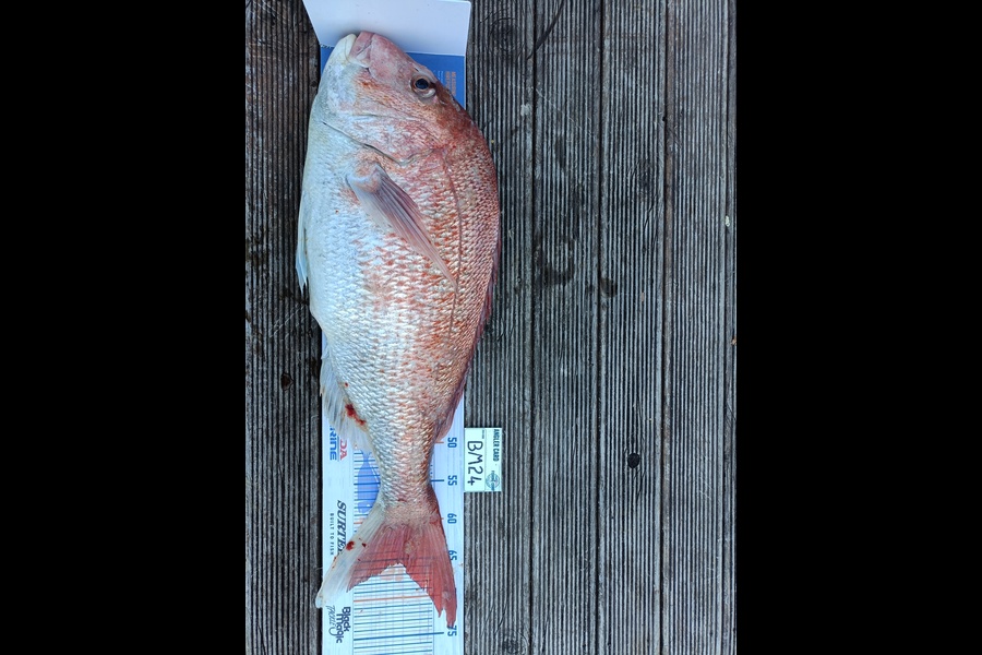 Nathan Lynn Watts caught this 65.5cm Snapper at Wellington during The Hirepool Baitmates Fishing Comp