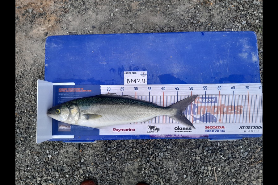 Jose Broughton caught this 46.0cm Kahawai at Northland during The Hirepool Baitmates Fishing Comp