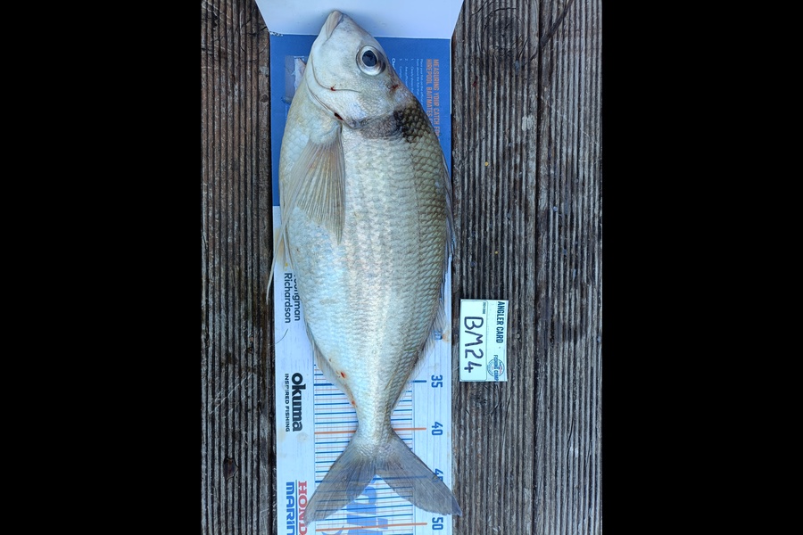 Nathan Lynn Watts caught this 44.5cm Tarakihi at Wellington during The Hirepool Baitmates Fishing Comp