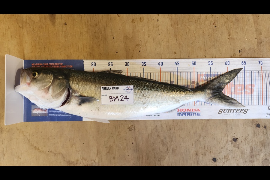 Carolyn Carson caught this 58.0cm Kahawai at Wellington during The Hirepool Baitmates Fishing Comp
