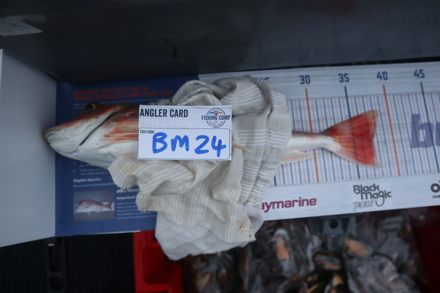 Mark Cotton caught this 37cm Gurnard at Nelson/Marlborough during The Hirepool Baitmates Fishing Comp