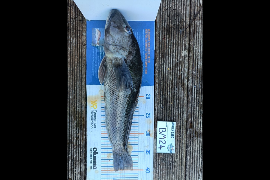 Nathan Lynn Watts caught this 40.0cm Blue Cod at Wellington during The Hirepool Baitmates Fishing Comp