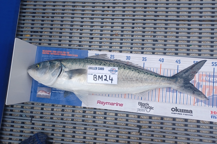 Laylah Inverarity caught this 48.5cm Kahawai at Northland during The Hirepool Baitmates Fishing Comp