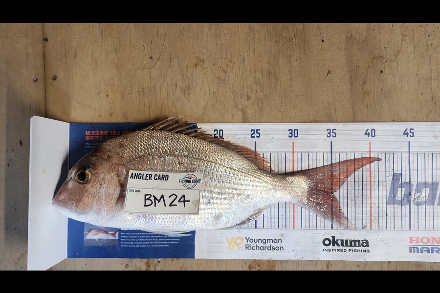 Myles Carson caught this 35.0cm Snapper at Wellington during The Hirepool Baitmates Fishing Comp