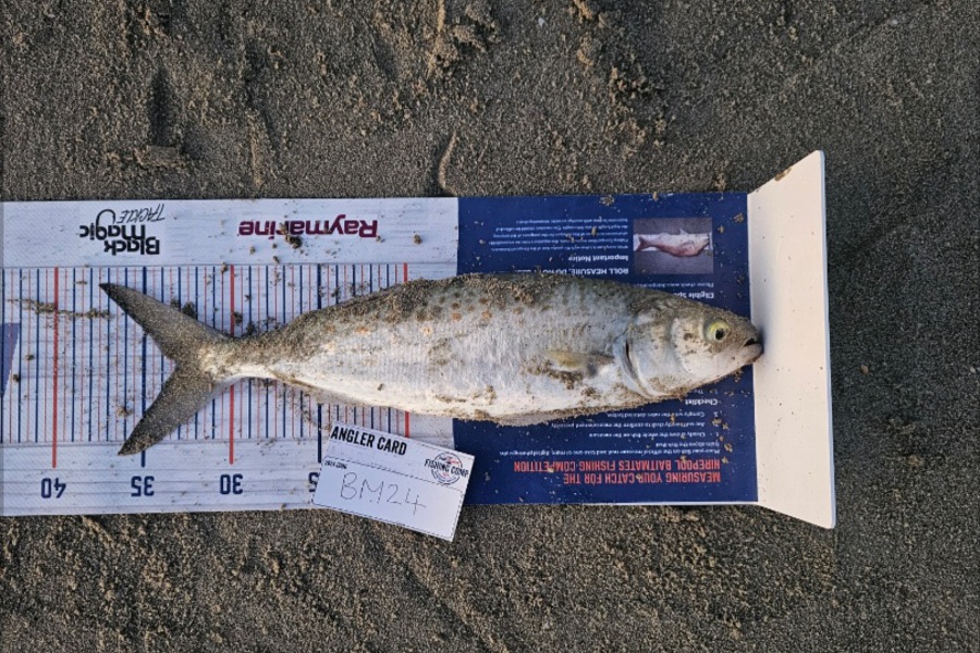Cayleb Balks caught this 33.0cm Kahawai at Bay of Plenty during The Hirepool Baitmates Fishing Comp