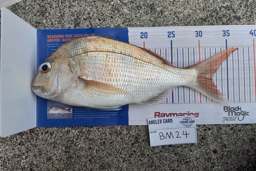 Kaden Lovegrove caught this 32.0cm Snapper at Auckland during The Hirepool Baitmates Fishing Comp