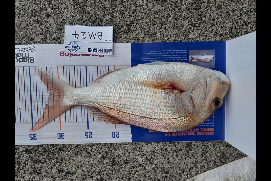 Craig Lovegrove caught this 31.5cm Snapper at Auckland during The Hirepool Baitmates Fishing Comp