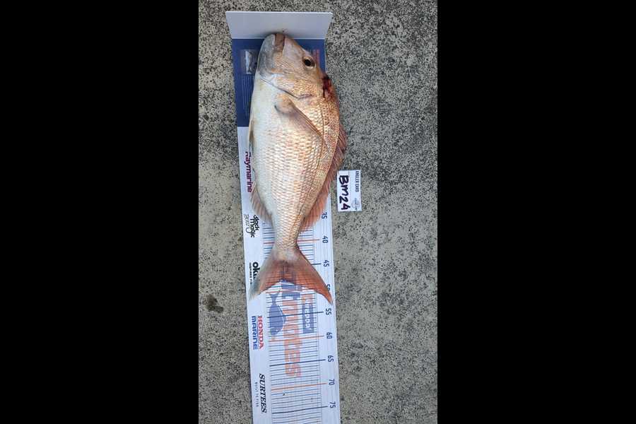 Cyrus Orquejo caught this 48.0cm Snapper at Auckland during The Hirepool Baitmates Fishing Comp