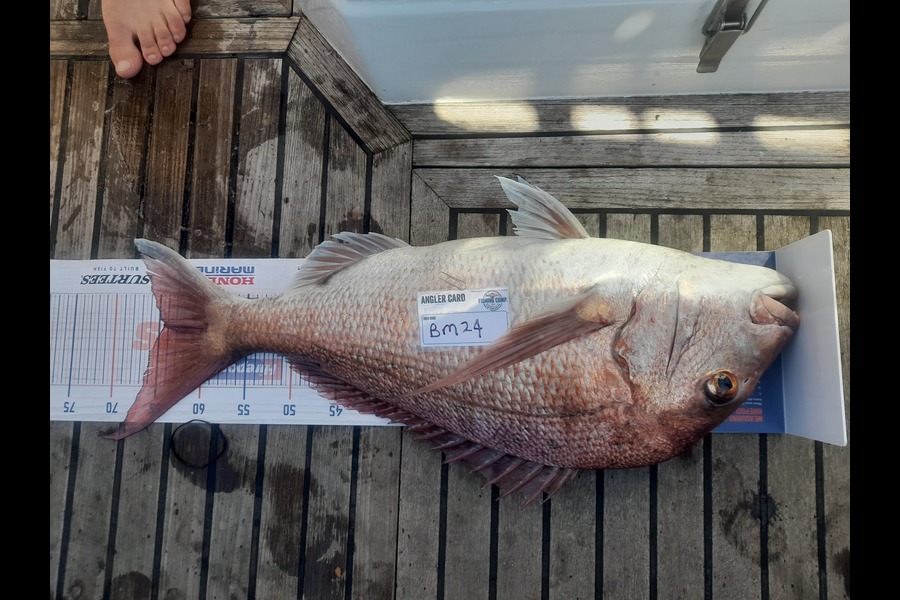 Mark Thorburn caught this 64.0cm Snapper at Coromandel during The Hirepool Baitmates Fishing Comp