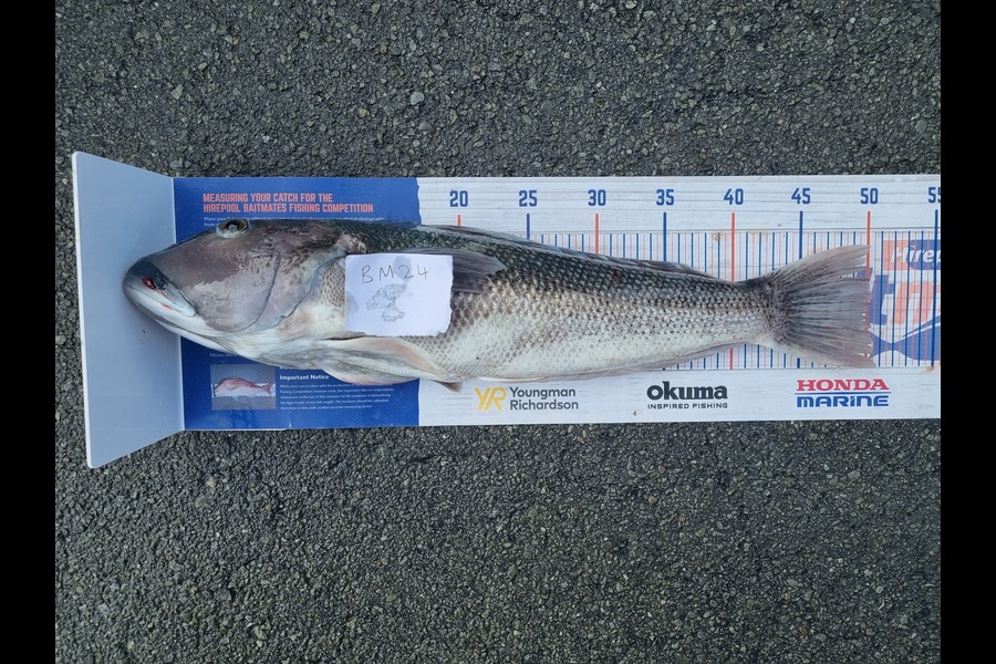 Curtis Parker caught this 50.0cm Blue Cod at Canterbury during The Hirepool Baitmates Fishing Comp