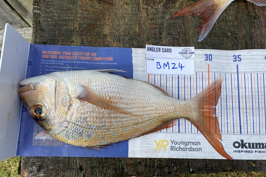 Ted Birkhead caught this 31.0cm Snapper at Auckland during The Hirepool Baitmates Fishing Comp