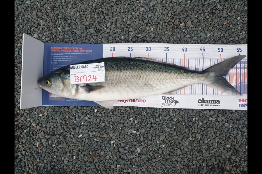 Rodney Niven caught this 50.0cm Kahawai at Wellington during The Hirepool Baitmates Fishing Comp