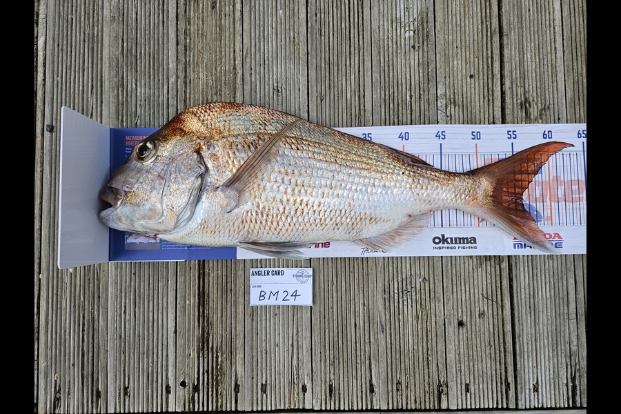 Heath Flowerday caught this 56.0cm Snapper at Coromandel during The Hirepool Baitmates Fishing Comp