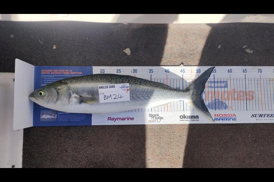 Darryn Thomas caught this 50.5cm Kahawai at Bay of Plenty during The Hirepool Baitmates Fishing Comp