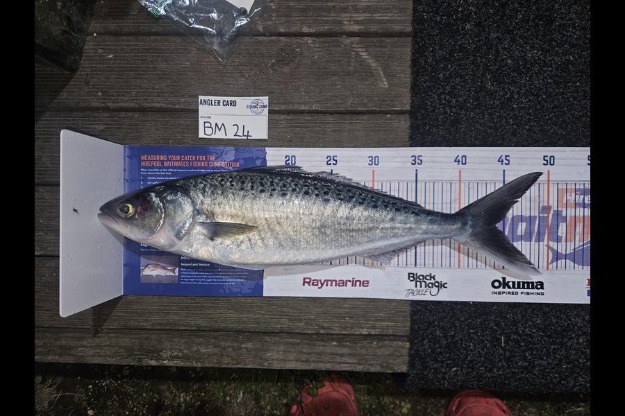 Travis Chadwick caught this 44.0cm Kahawai at Bay of Plenty during The Hirepool Baitmates Fishing Comp