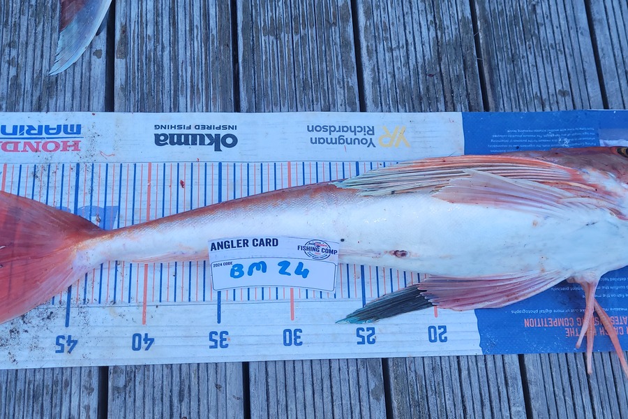 Goldy Schreuder caught this 50.5cm Gurnard at Wellington during The Hirepool Baitmates Fishing Comp